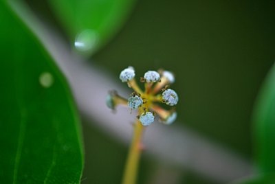 Nyssa sylvatica - tupela lesní - květenství (2)